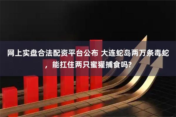 网上实盘合法配资平台公布 大连蛇岛两万条毒蛇，能扛住两只蜜獾捕食吗?