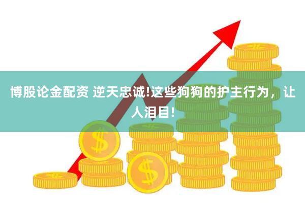 博股论金配资 逆天忠诚!这些狗狗的护主行为，让人泪目!